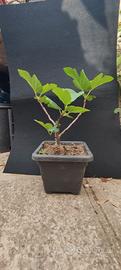 bonsai di fico 02.26