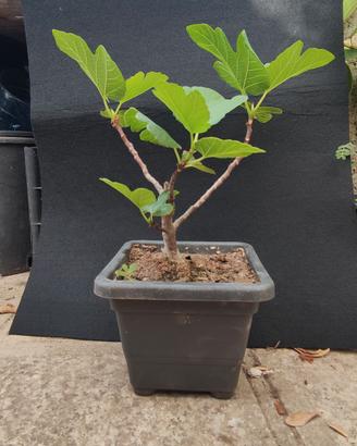 bonsai di fico 02.26
