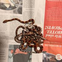 Serpente del grano ,elaphe guttata
