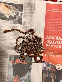 Serpente del grano ,elaphe guttata