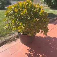 Albero di giada