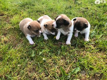 Jack Russell cuccioli