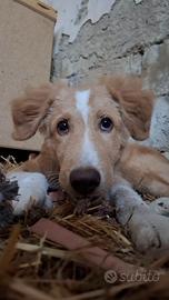 Tommy cucciolo 6 mesi