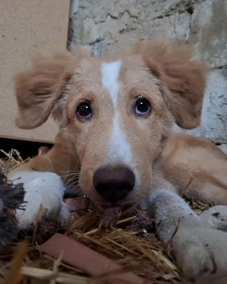Tommy cucciolo 6 mesi