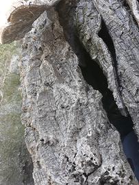 corteccia sughera