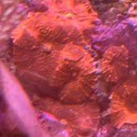 Acquario marino