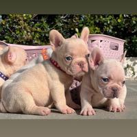 Cuccioli di bulldog francese platinum