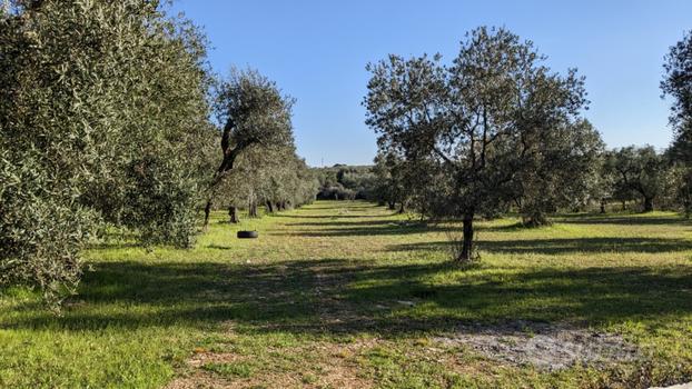 Terreno ad Acquaviva delle fonte