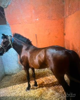 Cavallo