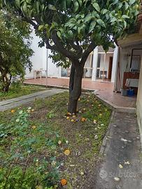 Centralissima bilivelli