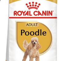 Royal Canon Poodle 7,5kg