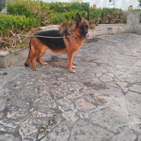 Fattrice pastore tedesco