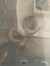 Serpente nasicus ( muso di porco)