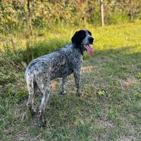 Cane femmina