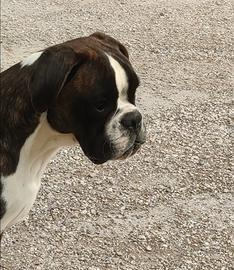 Cucciolona boxer