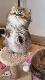 Cuccioli gatti persiani
