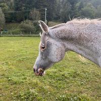 Cavallo purosangue arabo