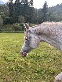 Cavallo purosangue arabo