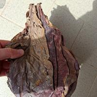 Foglie di Catappa XL grandi per acquari