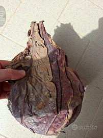 Foglie di Catappa XL grandi per acquari