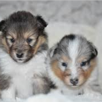 Pastore Shetland con pedigree