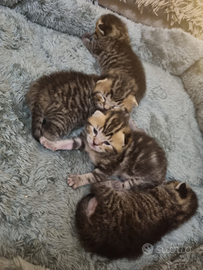 British Scottish straight