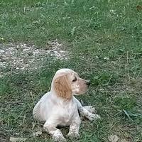 Setter cucciolo