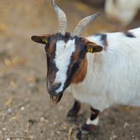 Capre tibetane