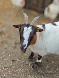 Capre tibetane