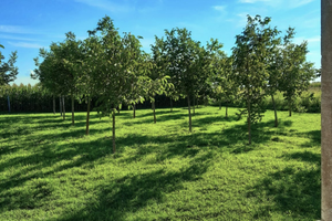 Terreno con rustico da ristrutturare