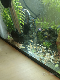 Pesci Labidochromis caeruleus