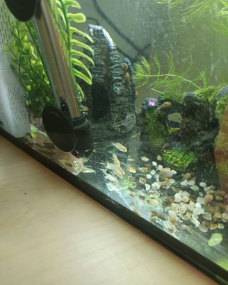 Pesci Labidochromis caeruleus