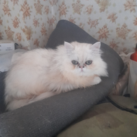 Pelossisimo chinchilla