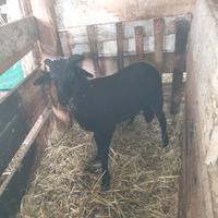Agnello