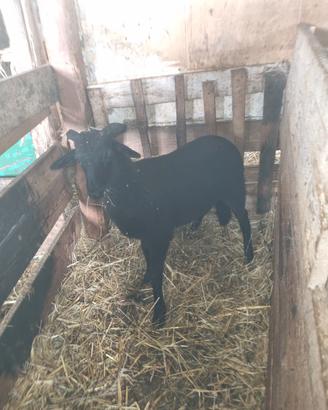Agnello