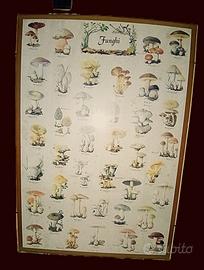 Poster Funghi Vintage 70x100 completo cornice e ve