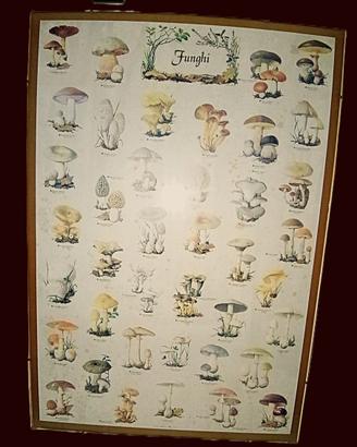 Poster Funghi Vintage 70x100 completo cornice e ve