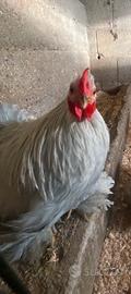 Gallo cocincina nana