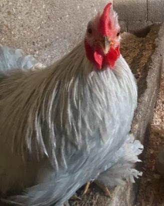 Gallo cocincina nana