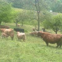 Mucche incrociate Hingland/piemontese