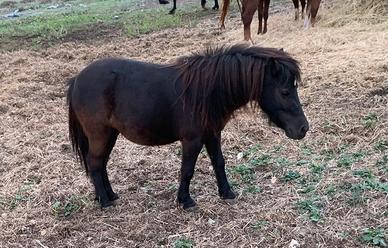 Pony femmina