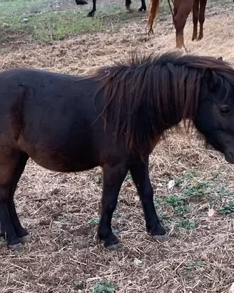 Pony femmina