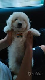 Maltipoo incrocio barboncino Maltese