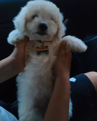 Maltipoo incrocio barboncino Maltese