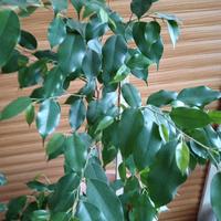 Pianta di Ficus Benjamina alta 1,35 larghezza 70