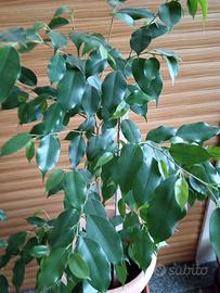 Pianta di Ficus Benjamina alta 1,45 larghezza 70