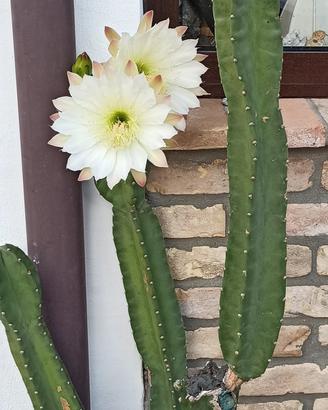 cactus grande 