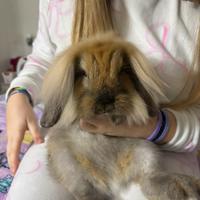 Cucciola di coniglio nano ariete testa di leone