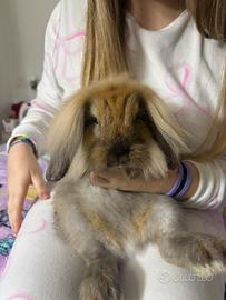 Cucciola di coniglio nano ariete testa di leone