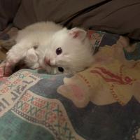 Ragdoll con pedigree